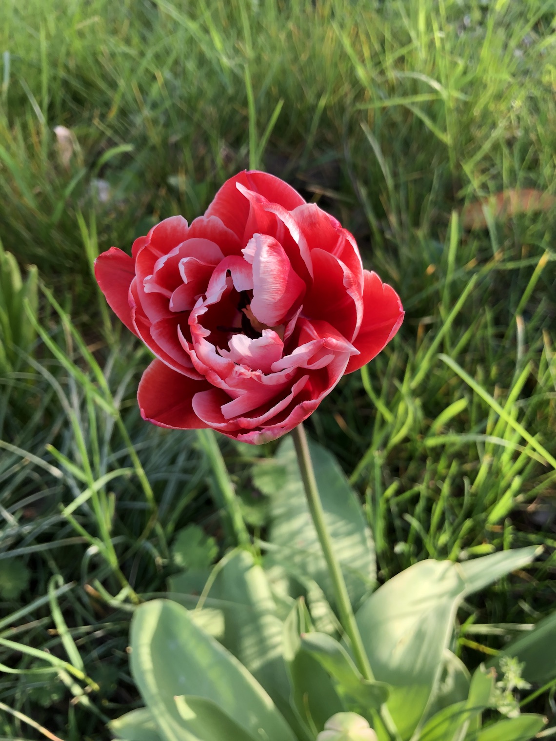 tulipevicolore